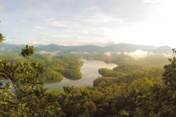 Ariel View of Rain Forest 1